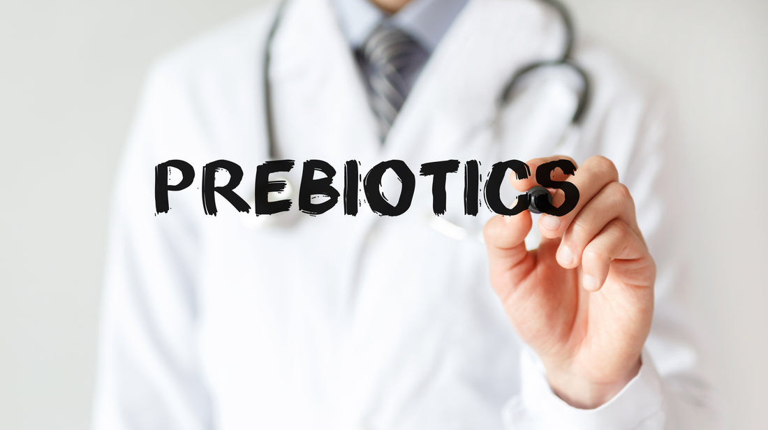 What Are Prebiotics & How Do They Support Gut Health?