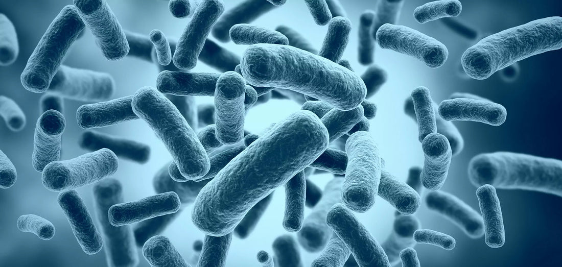 New Clinical Study Shows Pasteurized Akkermansia muciniphila MucT Supports Weight Loss Maintenance