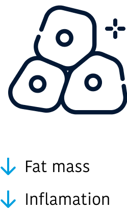 Fat mass inflammation