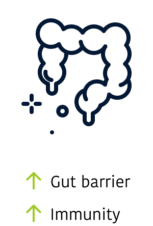 Gut barrier immunity